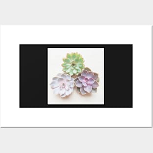 Succulent Trio Posters and Art